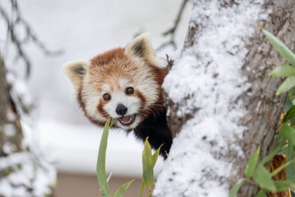 Ausgebüxt und wieder eingefangen: Panda-Zwillinge nutzten den Schnee in der Schweiz für ein Abenteuer. - © -/Walter Zoo/dpa