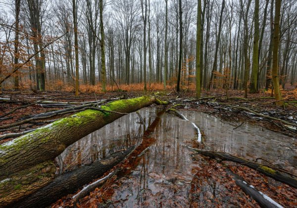 Jugendliche setzen sich für alte Apfelsorten, Biosphärenreservate und vieles mehr ein. (Achivbild) - © Patrick Pleul/dpa