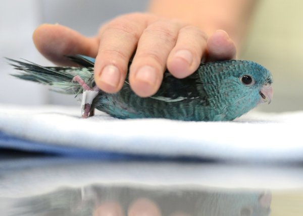Vogel beim Tierarzt - © Foto: Caroline Seidel/dpa-tmn