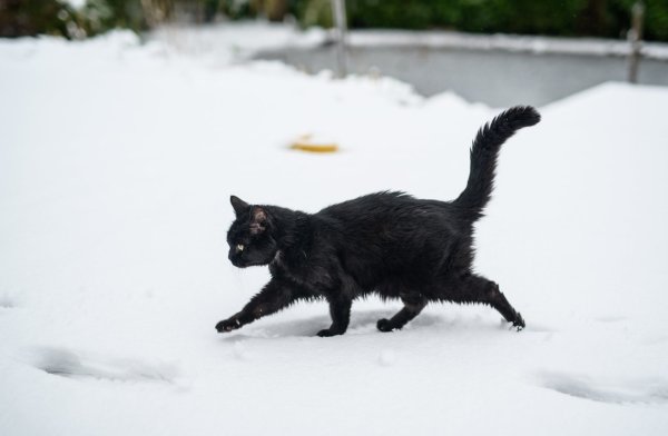 Schwarze Katze im Winter - © Foto: Daniel Reinhardt