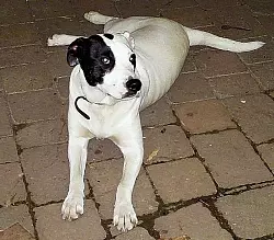 Mischlingsh&uuml;ndin "Joy" wurde nur wenige Meter vom heimatlichen Hof entfernt t&ouml;dlich getroffen. - &copy; FOTO: NW