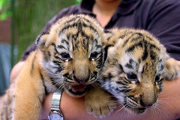 Zwei Wochen alt ist der Nachwuchs im Tierpark Nadermann. - © FOTO: ANNIKA FALK
