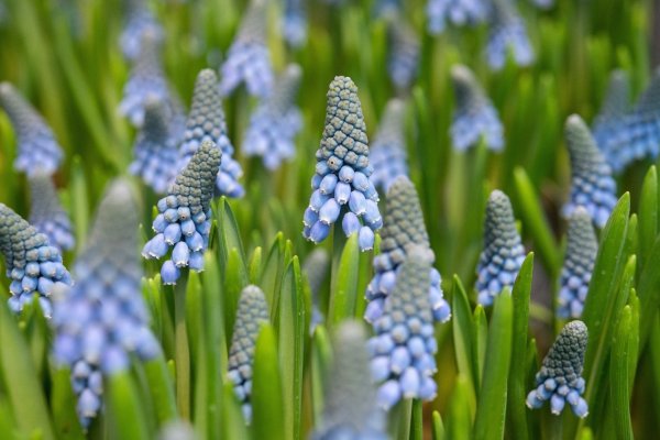 Traubenhyazinthen - © Foto: Andrea Warnecke