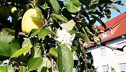 Baum trägt

Früchte und Blüten - © Salzuflen