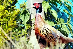 Ein Prachtexemplar: Dieser Fasan sitzt in der Außenvoliere von Bodo Dangela und sorgt für zahlreiche Glücksmomente bei seinem Besitzer. 