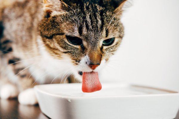 Katze an einer Trinkschale - © Foto: Bundesverband für Tiergesundheit e.V.