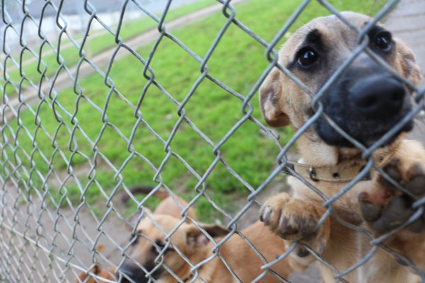 "Ingo" und "Freddi" sind zwei der 43 Welpen, die im vergangenen Jahr aus furchtbaren Umständen gerettet wurden. 30 der Jungtiere überlebten nicht. - © Archivfoto: Janet König