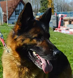 Bailey. - © Tierheim Detmold