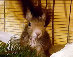 Das befreite Eichh&ouml;rnchen kam in die Auffangstation des Vereins Eichh&ouml;rnchen Schutz, wo es &laquo;Olivio&raquo; genannt und mit N&uuml;ssen gef&uuml;ttert wurde. - &copy; Tierrettung M&uuml;nchen/dpa