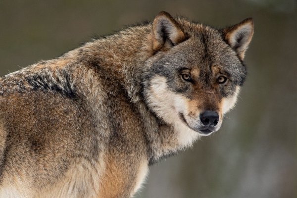Ob die zunehmenden Angriffe auf umherziehende Wölfe oder auf in NRW ansässige Rudel zurückzuführen sind, lässt sich laut Lanuv noch nicht abschließend beurteilen. (Archivbild) - © Swen Pförtner/dpa