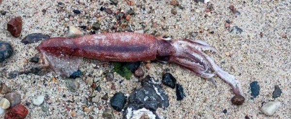 Ein Hobbyforscher hat an der Ostseeküste einen toten Kalmar gefunden. - © Thomas Freiberg/dpa