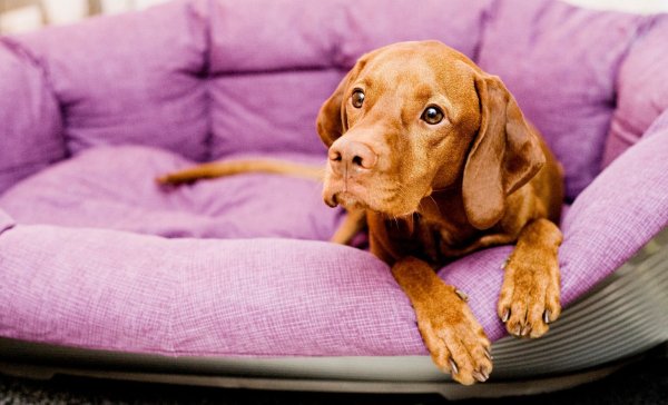 Nicht nur in der Eingewöhnungszeit: Hunde brauchen einen Rückzugsort, an dem sie ungestört sind. - © Monique Wüstenhagen/dpa-tmn