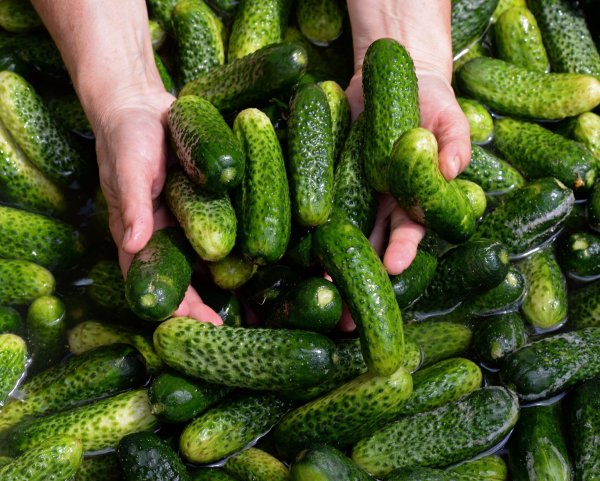 Gewürzgurken-Margaritas, Gewürzgurken-Pommes und sogar Gewürzgurken-Kuchen - wird das ein Foodtrend? (Symbolbild) - © picture alliance / ZB