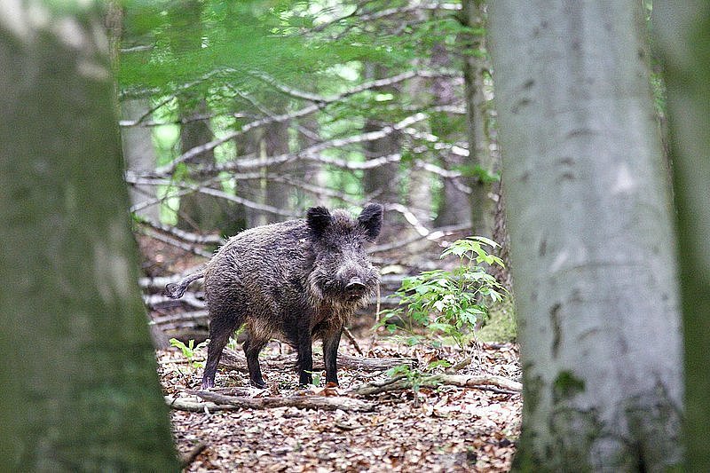 Beller Förster fordert konsequente Bejagung von Wildschweinen Lokale Nachrichten aus HornBad Beller Förster fordert konsequente Bejagung von Wildschweinen Lokale Nachrichten aus HornBad