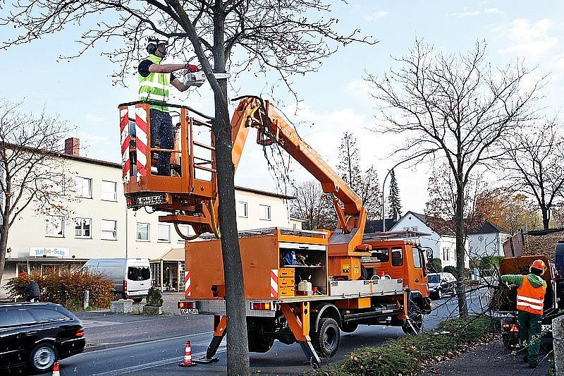 Stadt Detmold lässt 17 Bäume fällen | Lokale Nachrichten aus Detmold - LZ.de