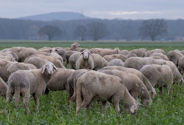 Schafe laufen über einen Acker in Frille in Ostwestfalen. - © Boris Roessler/dpa