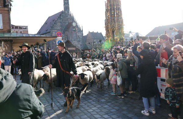 Eine Herde mit 600 Schafen ist in Nürnberg mitten durch die Stadt zu ihren Winterweiden gezogen. - © Daniel Löb/dpa