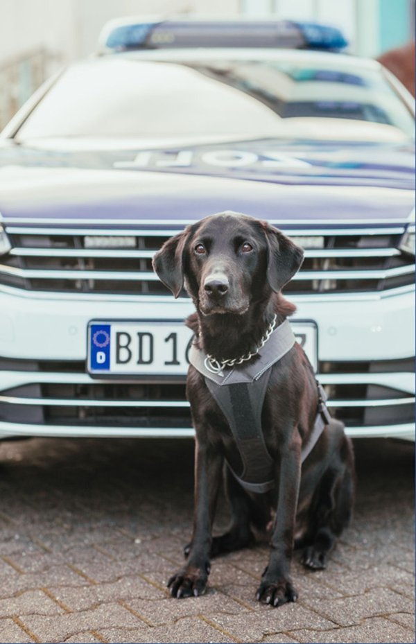 Zollhund Elvis steht vor einem Einsatzwagen des Zolls. - © ---/Hauptzollamt Bielefeld/dpa/Archivbild