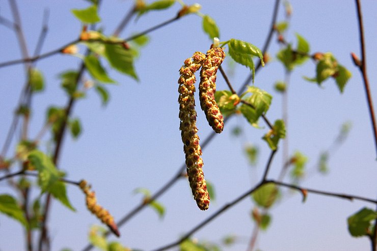 Hasel, Erle, Pappel, Weide und Ulme machen bereits jetzt Allergikern im Kreis Gütersloh zu schaffen. Sie gehören zu den Frühblühern. - © AOK/Colourbox/hfr