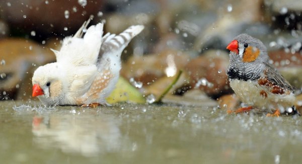 Finken in einem Vogelbad - © Foto: picture alliance / dpa