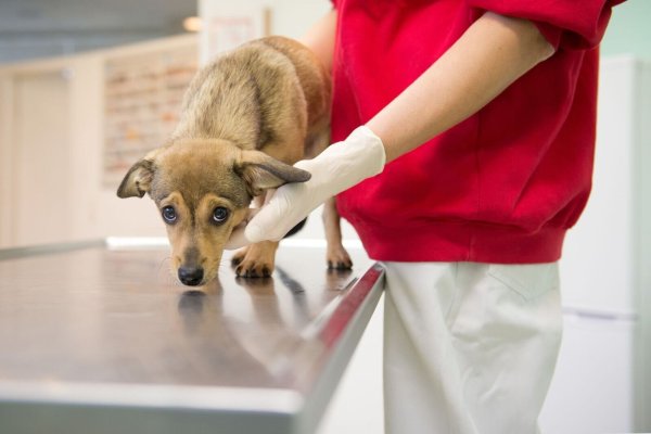 Tiere, die aus dem EU-Ausland stammen und über das Internet gekauft wurden, können teils schwer krank sein. Wer haftet in solchen Fällen für die Kosten? - © Inga Kjer/dpa-tmn