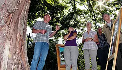 "B&auml;ume erhalten, solange es geht" - &copy; Detmold