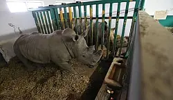 Safaripark in Stukenbrock verkuppelt Nash&ouml;rner - &copy; Stukenbrock