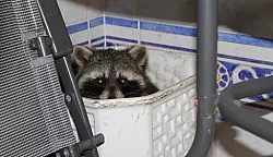 Waschbär löst Polizeieinsatz wegen Einbruchs aus - © Paderborn