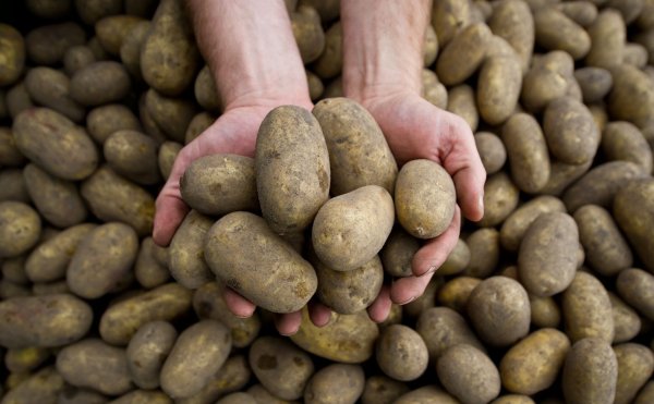 Die Pflanzenkrankheit Stolbur bedroht auch heimische Kartoffeln. - © picture alliance / dpa