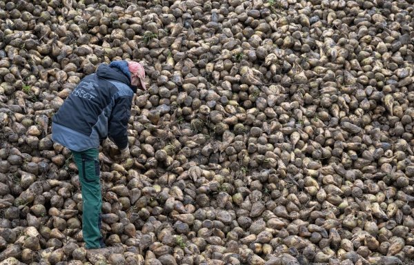 Zuckerrüben sind von einem kleinen Insekt bedroht, der Schilf-Glasflügelzikade. (Archivbild) - © Marijan Murat/dpa