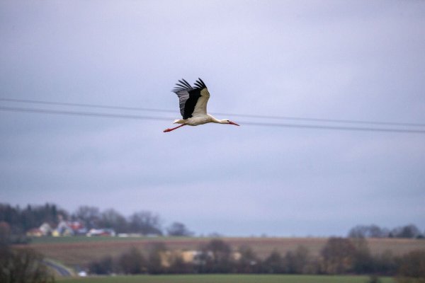 Ein Storch fliegt an einer Stromleitung vorbei. - © Pia Bayer/dpa