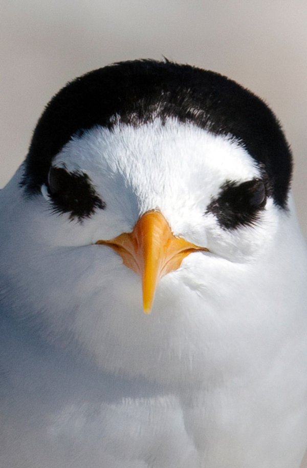 Der am meisten bedrohte Vogel Neuseelands: die Australseeschwalbe. - © Darren Markin/Department of Conservation/dpa