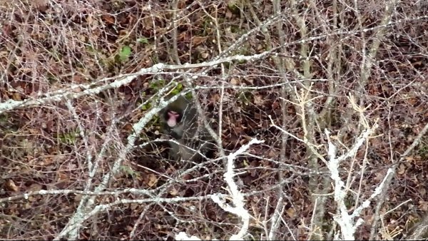 Der Ausflug von «Kingussie Kong» ist vorbei. - © BH Wildlife Consultancy/PA Media/dpa