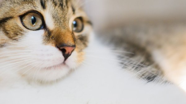 Katzen sind beliebte Haustiere und werden unter anderem für ihre Zuneigung geschätzt. - © Julian Stratenschulte/dpa