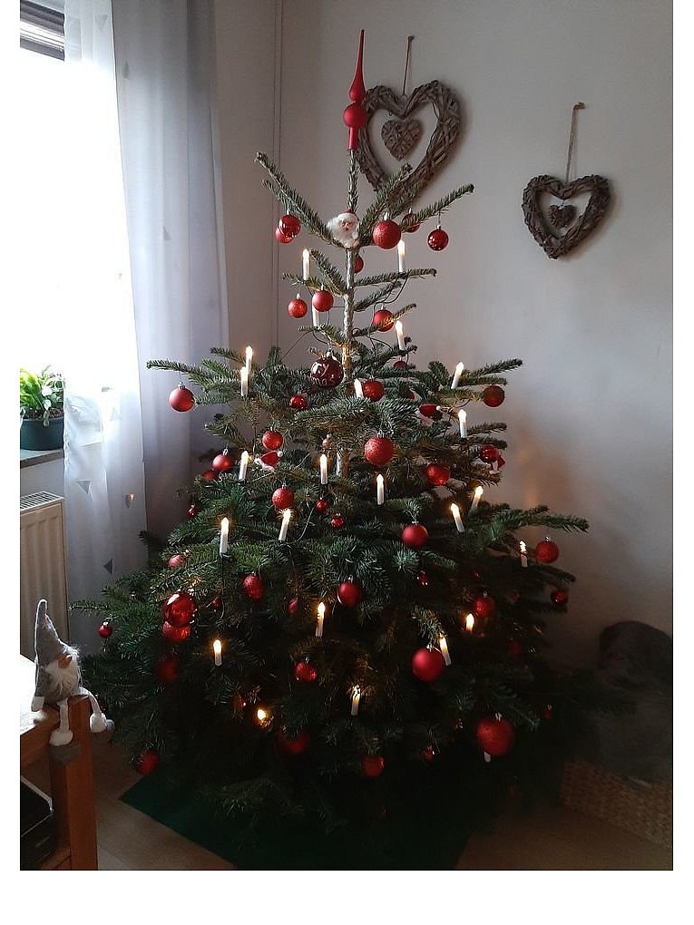 Weihnachtsbäume in Lippe