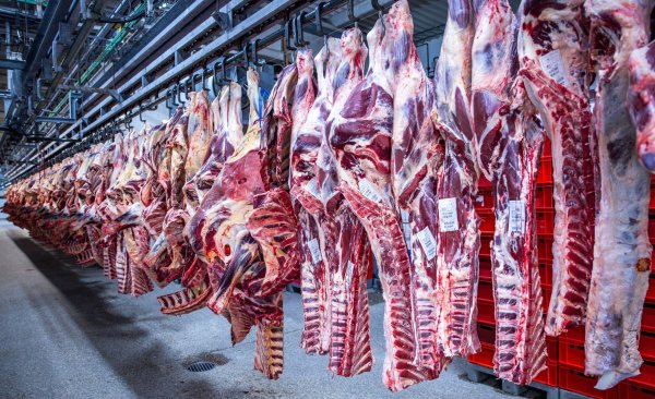 Nach Jahren rückläufiger Schlachtungen ist die Zahl der Schweineschlachtungen im vergangenen Jahr wieder leicht gestiegen. (Archivfoto) - © Jens Büttner/dpa