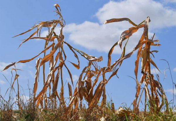 Langfristige Sommerprognosen von Wetterdiensten zeigen Tendenzen, liefern aber keine konkreten Vorhersagen für einzelne Tage oder Wochen. - © Patrick Pleul/dpa-Zentralbild/dpa