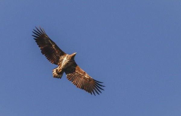 Ein Seeadler fliegt über dem Niederrhein. - © Maren Hachmeister/RVR/dpa