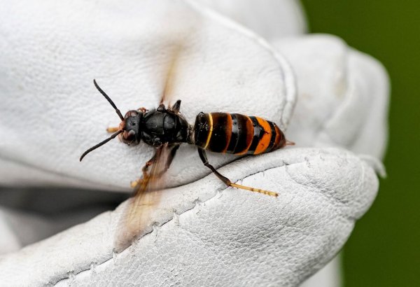 Die Asiatische Hornisse frisst andere Insekten. - © Axel Heimken/dpa