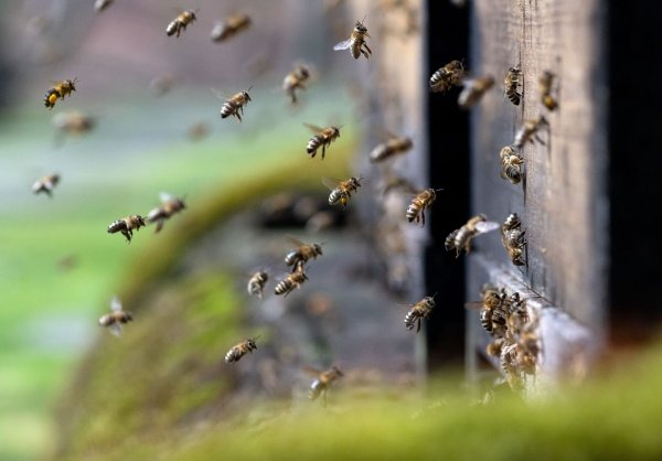 Honigbienen fliegen in der Innenstadt einen Bienenstock an. - © Sven Hoppe/dpa