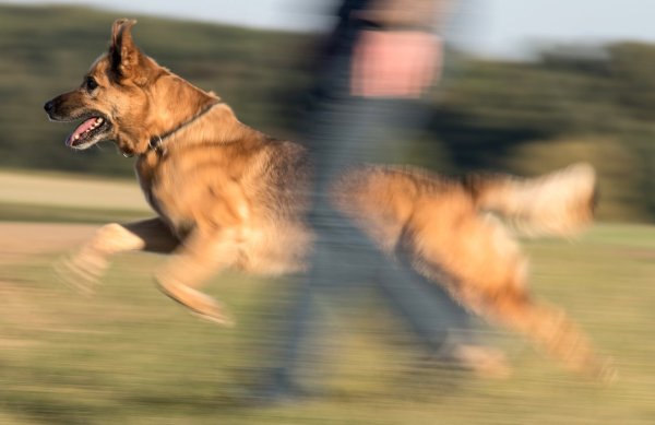 Blick auf einen Schäferhund-Mischling - © Foto: Boris Roessler