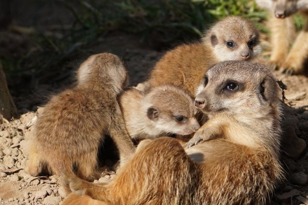 Im Klever Tierpark sind vier Erdmännchenbabys zur Welt gekommen. Nachdem sie die ersten Lebenswochen in der Höhle verbracht haben, sind sie nun auf der Anlage unterwegs. - © -/Tiergarten Kleve/dpa