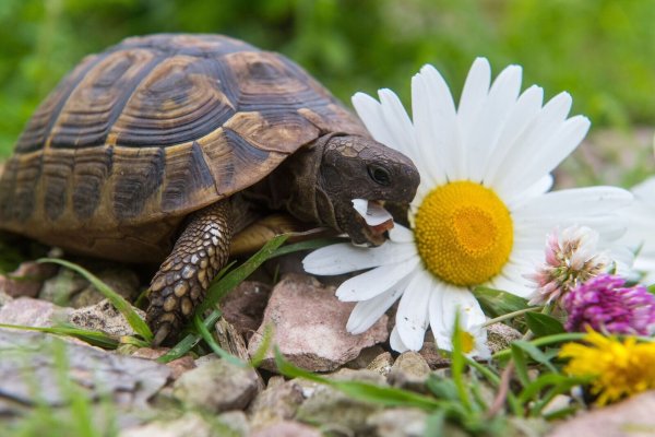 Wildblumen eignen sich hervorragend als Futter für Schildkröten. - © Benjamin Nolte/dpa-tmn