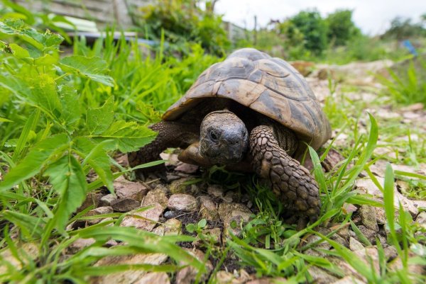 Nicht kuschelig, aber faszinierend: Eine Schildkröte zu halten ist aufwendig und anspruchsvoll. - © Benjamin Nolte/dpa-tmn