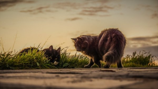 Die alte Dame liebte ihre Tiere so sehr, dass sie von den Nachbarn als "Katzen-Oma" bezeichnet wurde. - © Symbolfoto: Pixabay