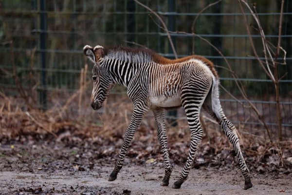 Zebra-Baby Lumi kam am 24. Januar 2024 auf die Welt. - © Daniel Löb/dpa