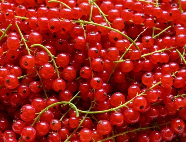 Frische Johannisbeeren erkennt man daran, dass sie prall und glänzend sind. Sie werden rispenweise geerntet. Um sie nicht einzeln abzupfen zu müssen, gibt es eine Methode. - © Patrick Pleul/dpa/dpa-tmn