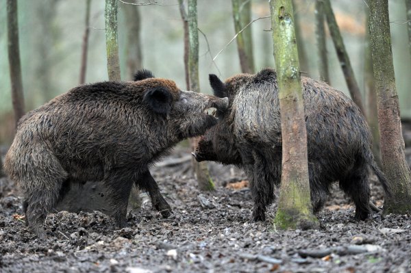 - © Foto: dpa
