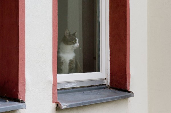 Katze am Fenster - © Foto: Franziska Gabbert/dpa-tmn