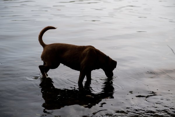 Hund am See - © Foto: Robert Günther/dpa-tmn